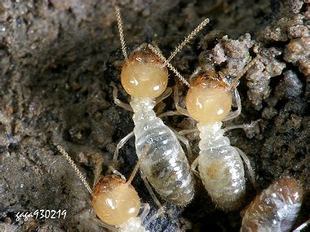 土型人 為何會有白蟻